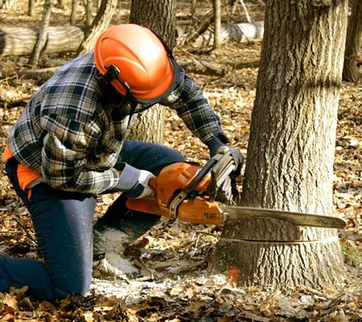 Tree Removal in Saint Gabriel, LA